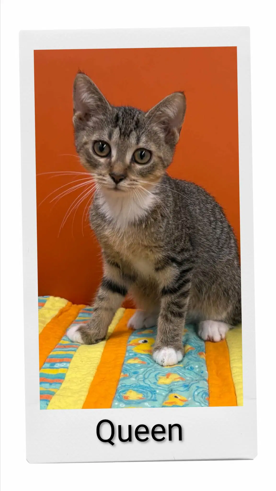 Queen - Domestic Short Hair