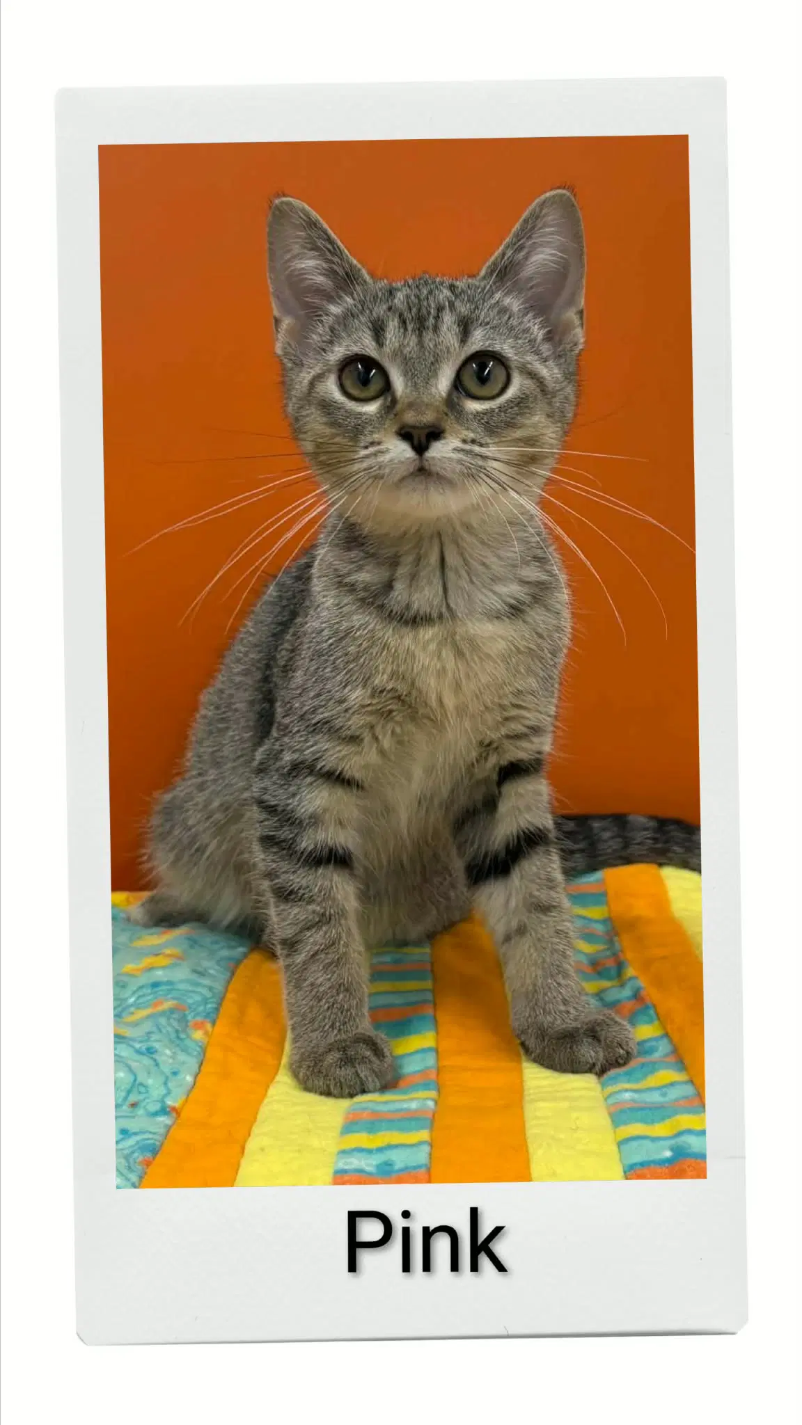 Pink - Domestic Short Hair