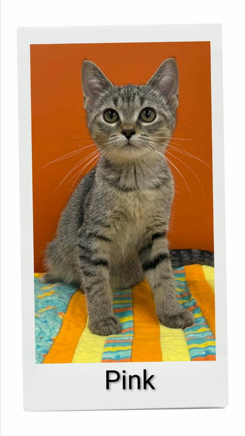 Pink, a cat for adoption from Neveah's Charity of West Lincoln