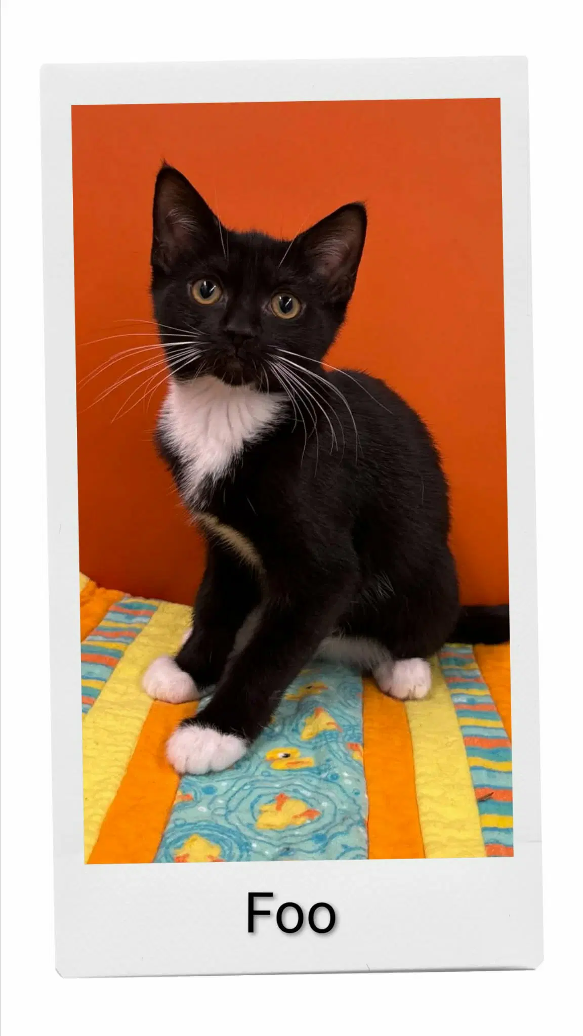 Foo - Domestic Short Hair