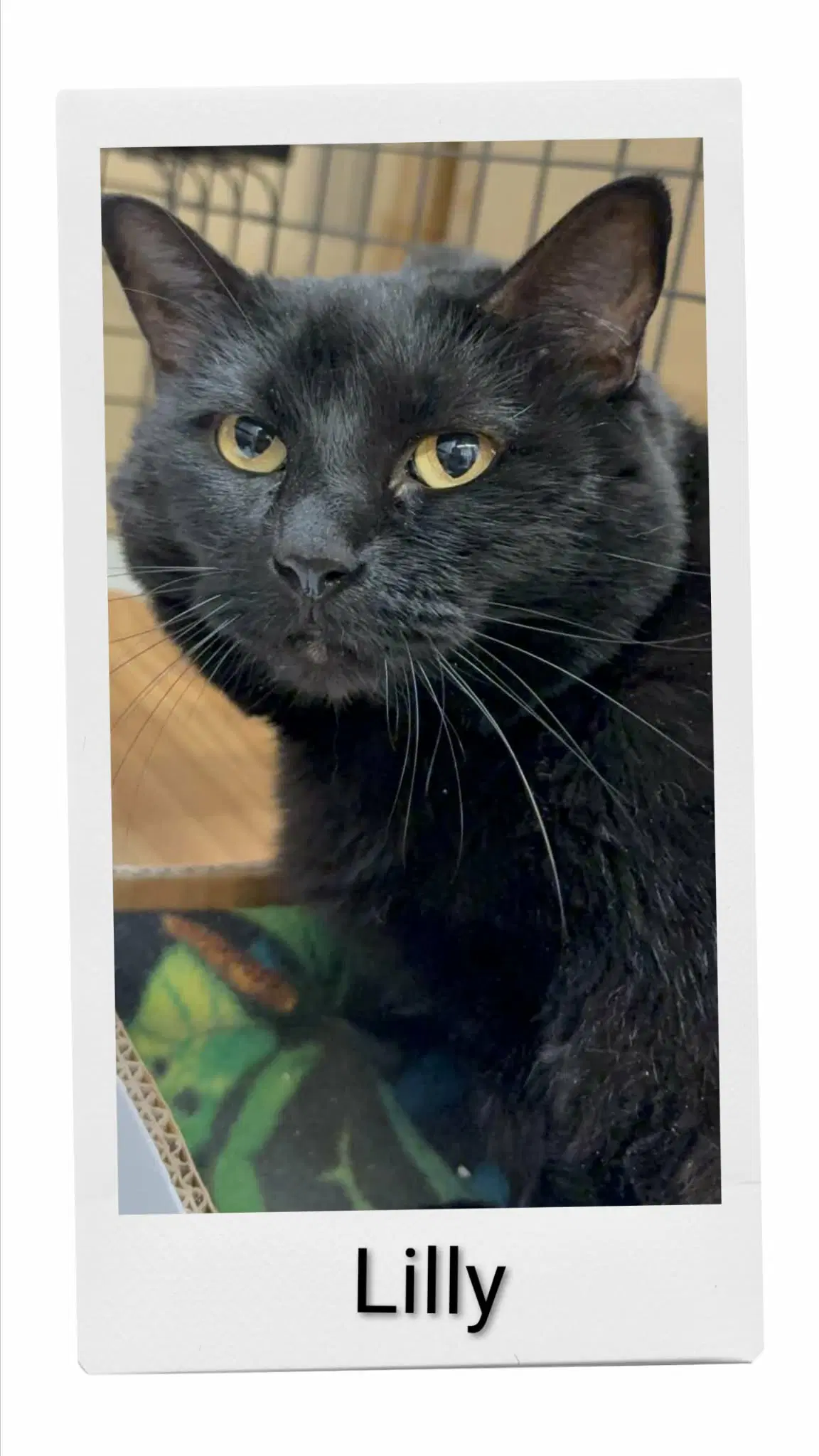 Lilly - Domestic Short Hair