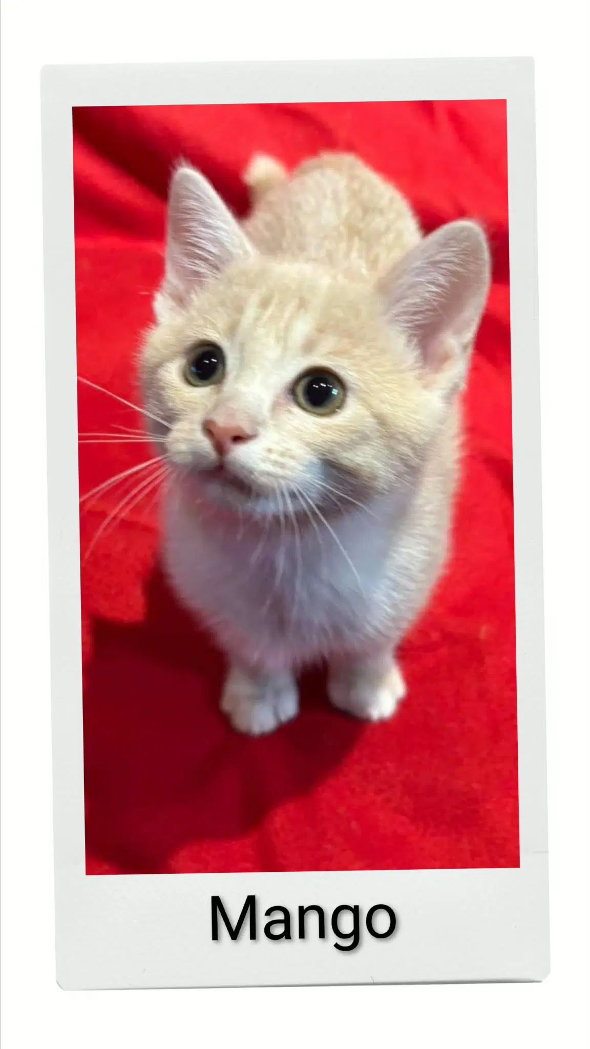 Mango - Domestic Short Hair