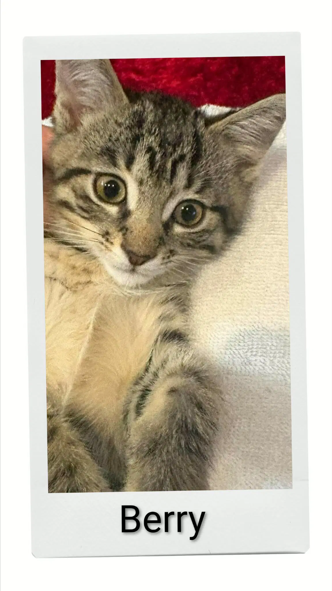 Berry - Domestic Short Hair