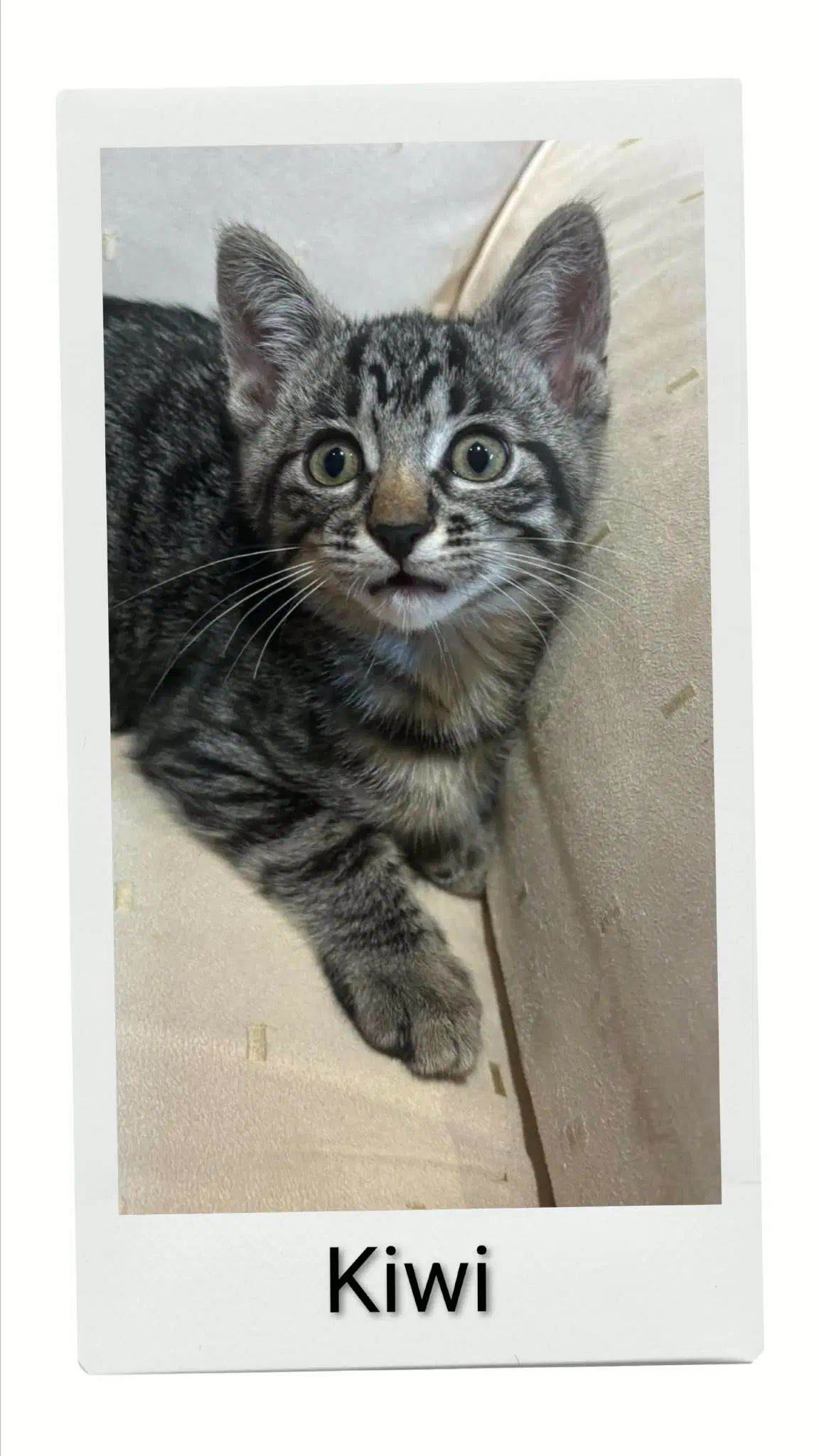 Kiwi - Domestic Short Hair