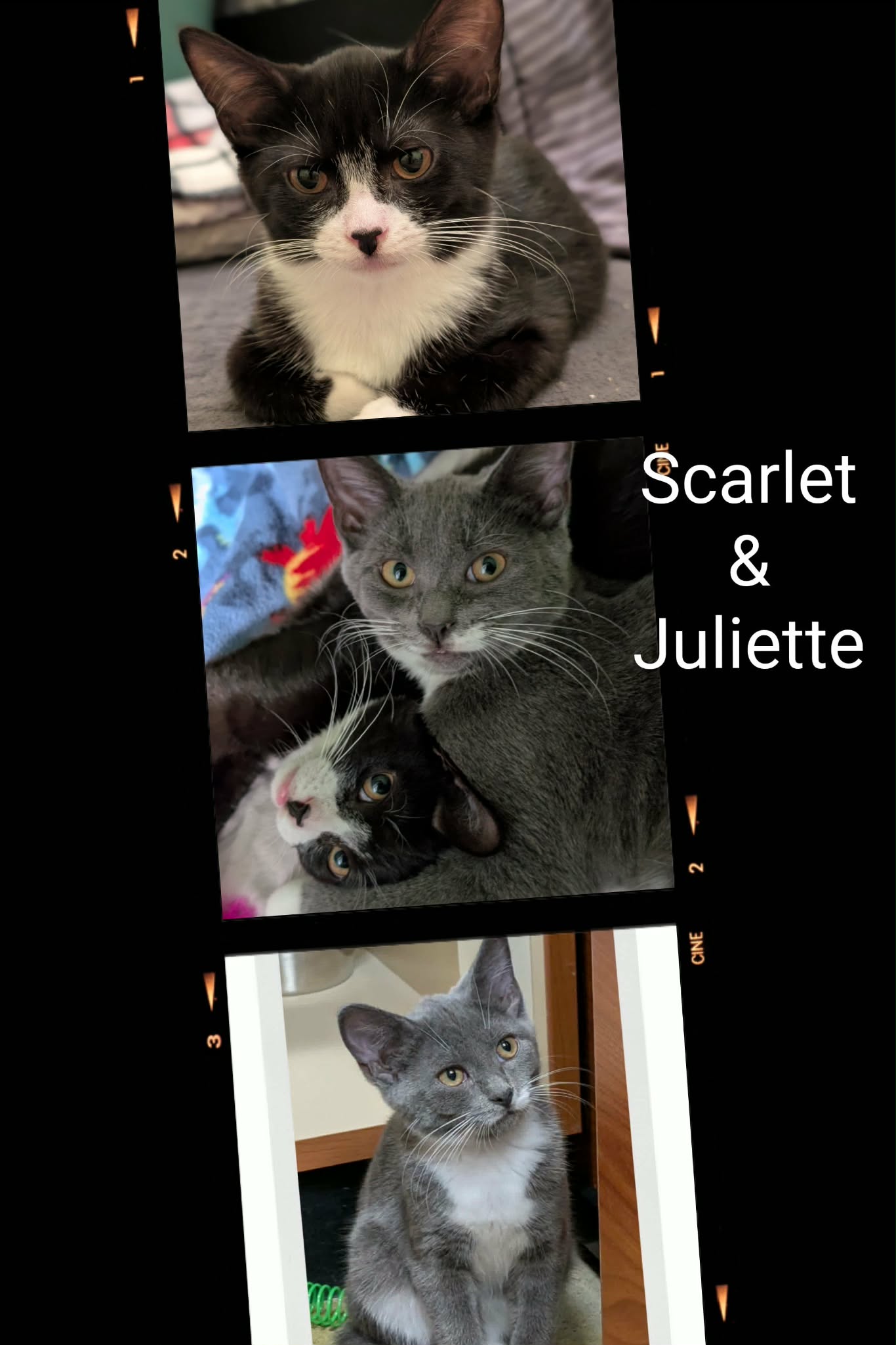 Scarlet  Juliette