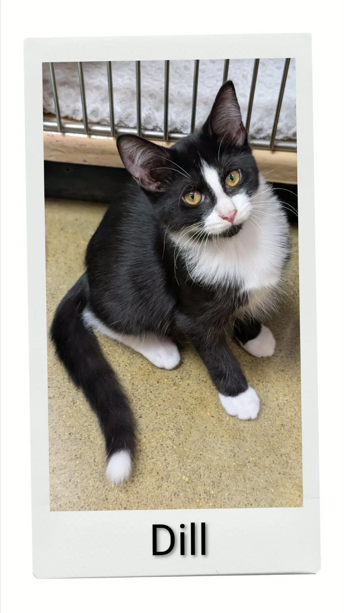 Dill - Domestic Short Hair