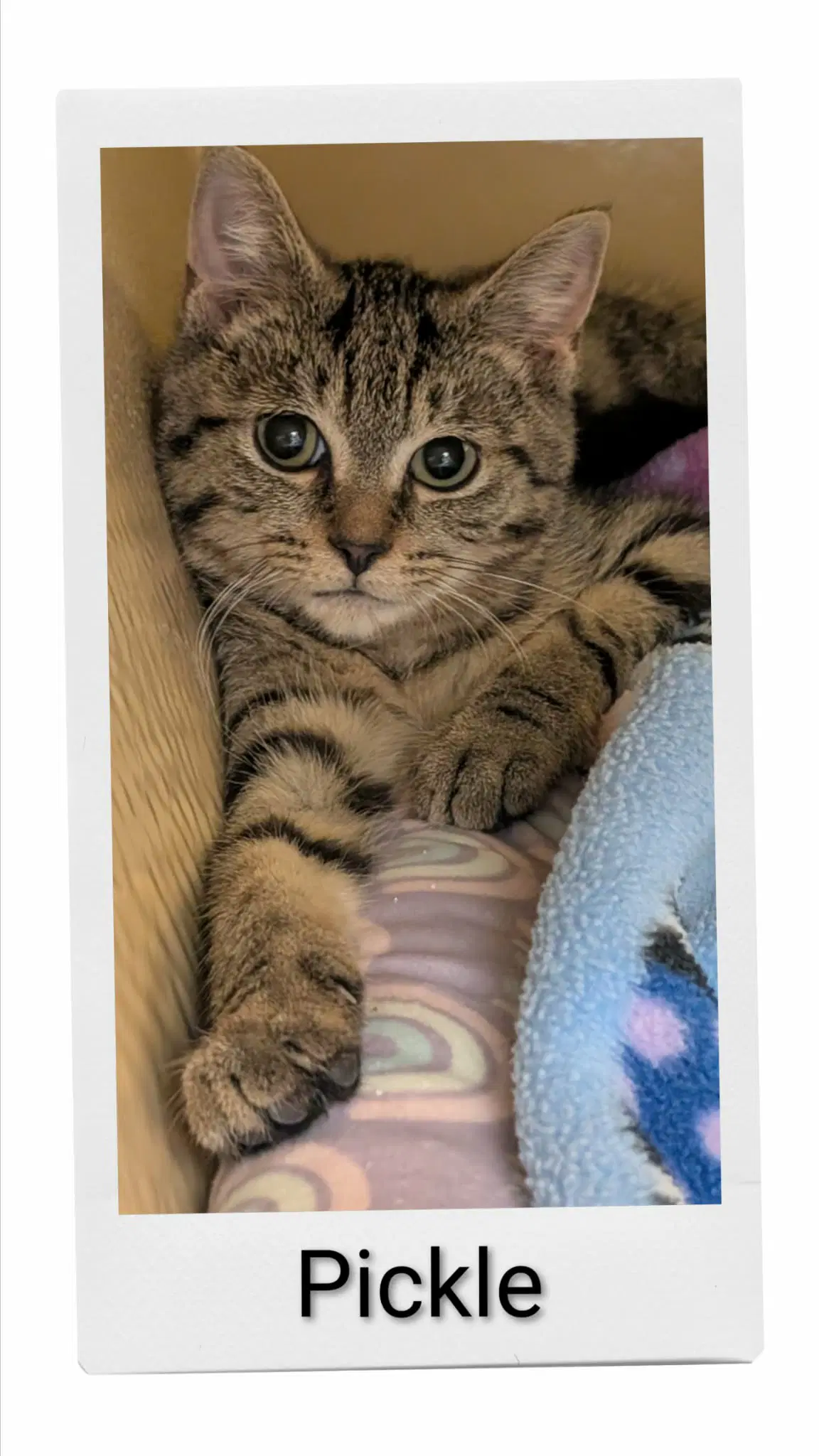 Pickle - Domestic Short Hair