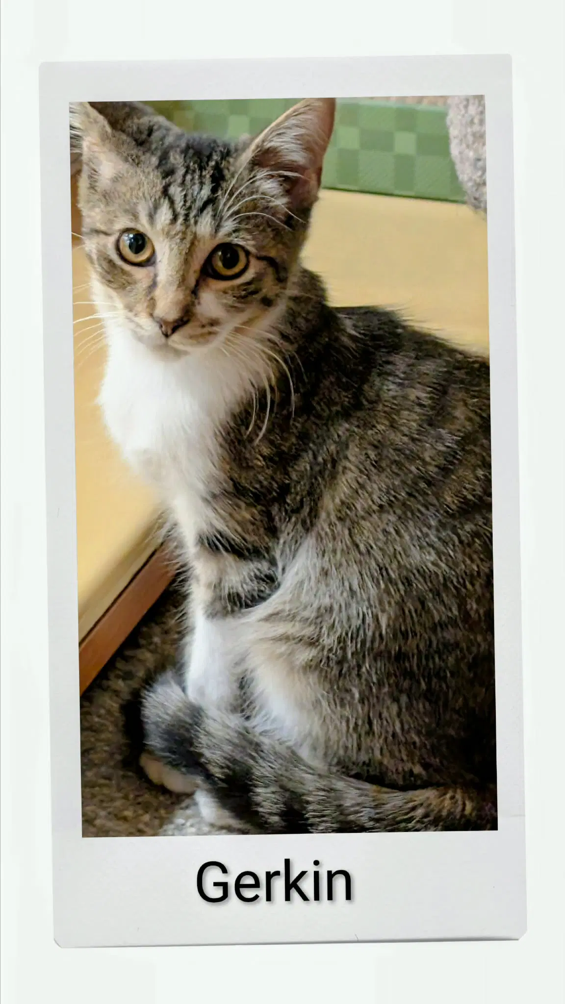 Gerkin - Domestic Short Hair