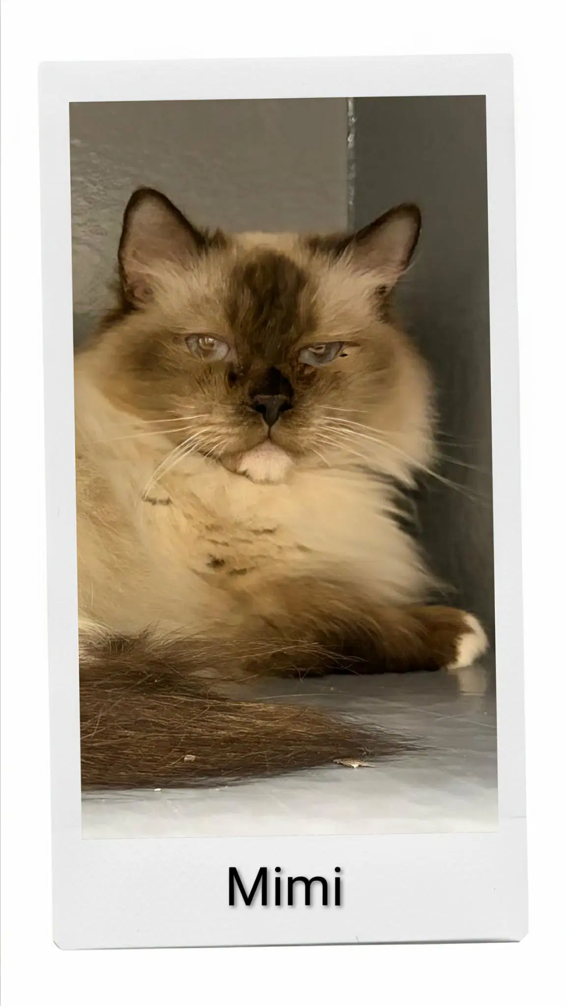 Mimi - Himalayan