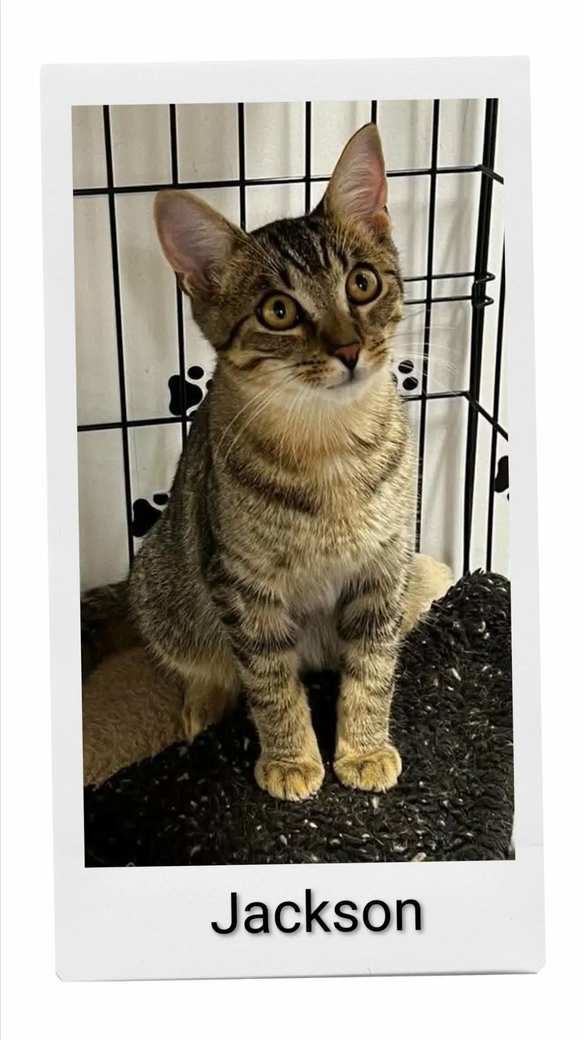 Jackson - Domestic Short Hair