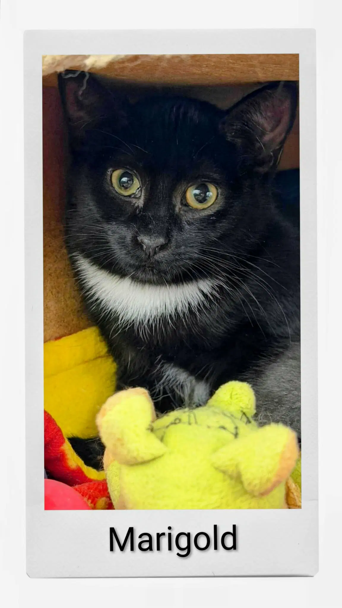 Marigold - Domestic Short Hair