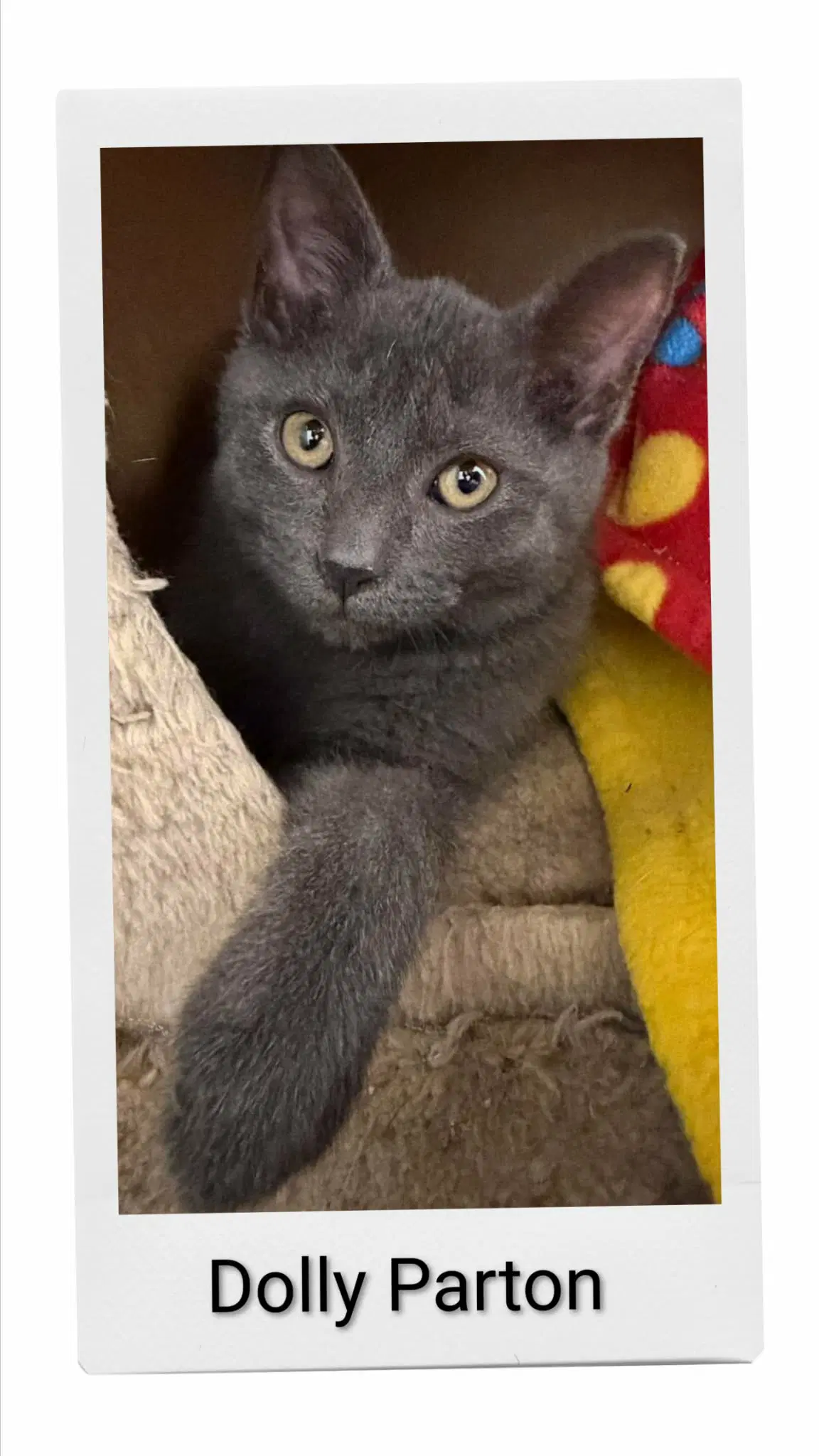 Dolly Parton - Domestic Short Hair