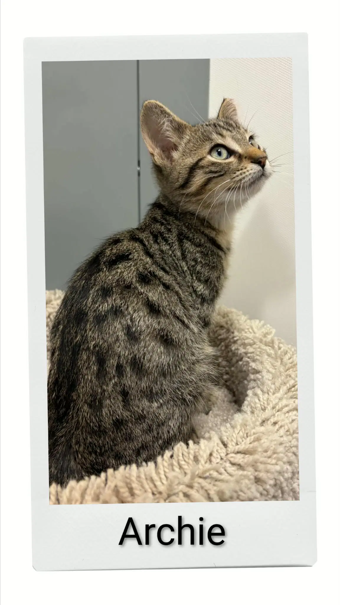 Archie - Domestic Short Hair