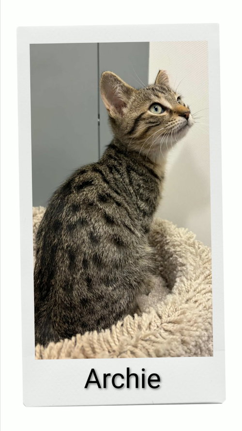 Archie, a cat for adoption from Neveah's Charity of West Lincoln
