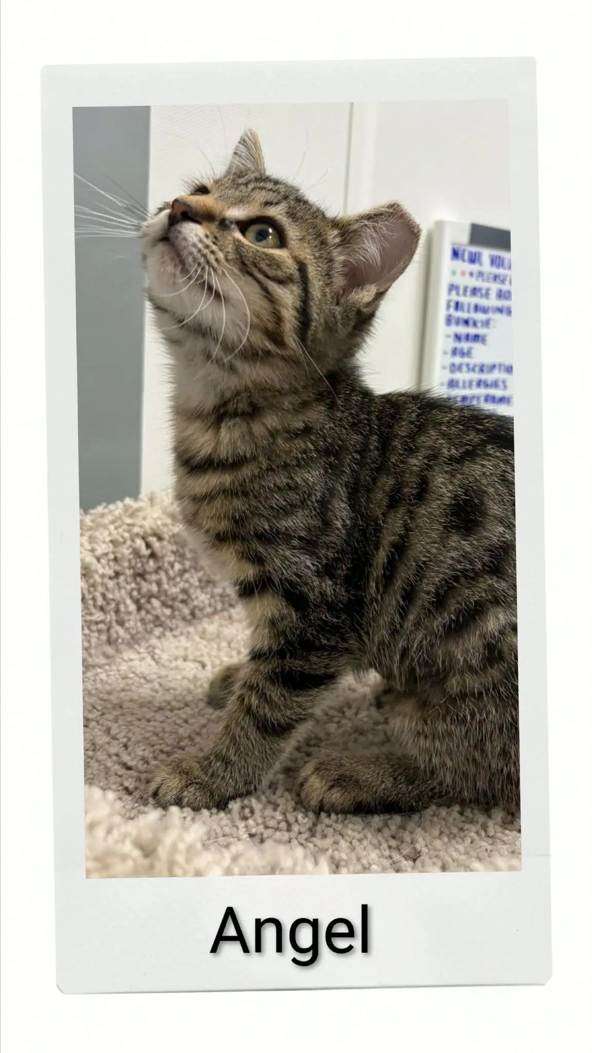 Angel - Domestic Short Hair