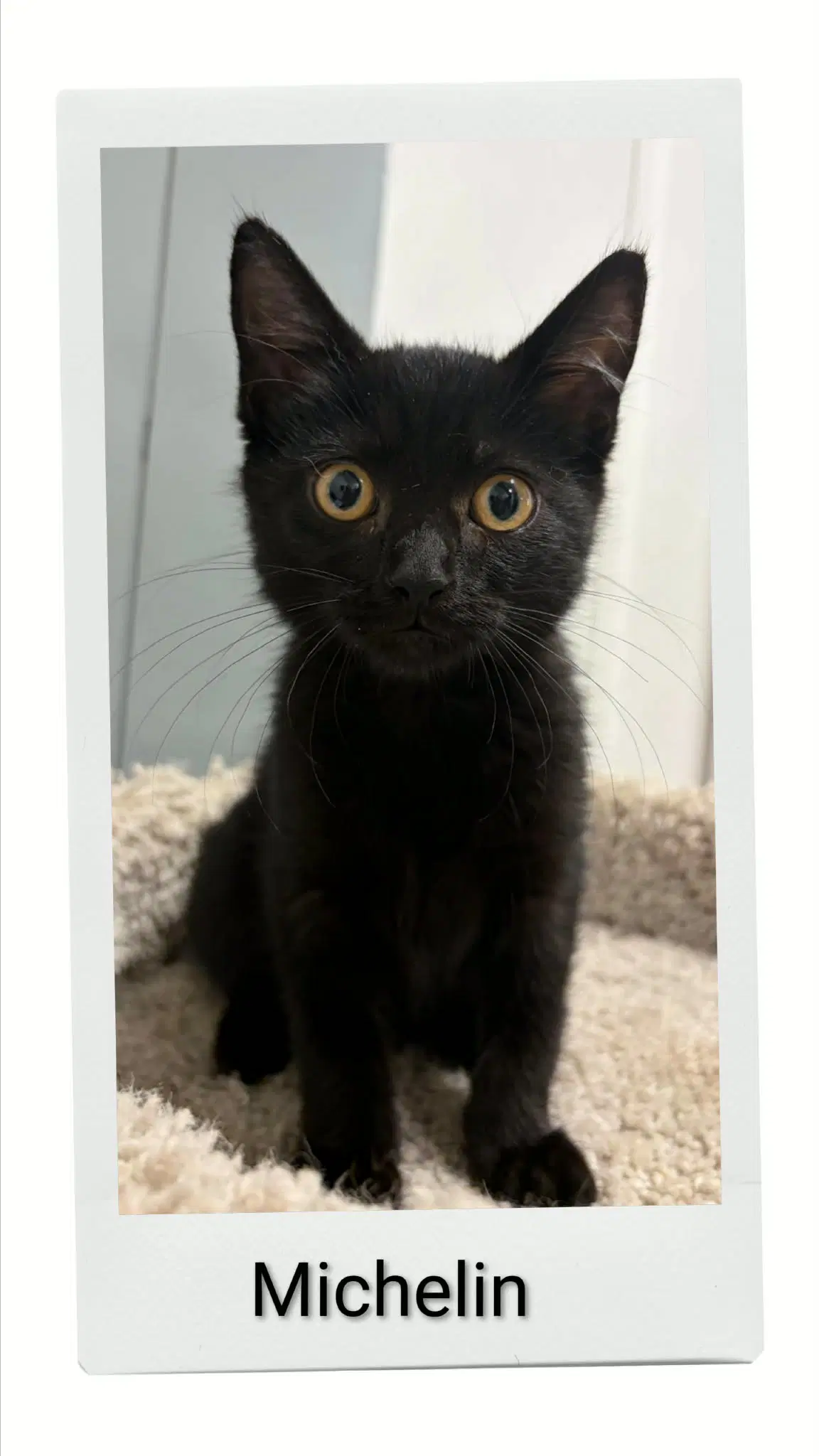 Michelin - Domestic Short Hair
