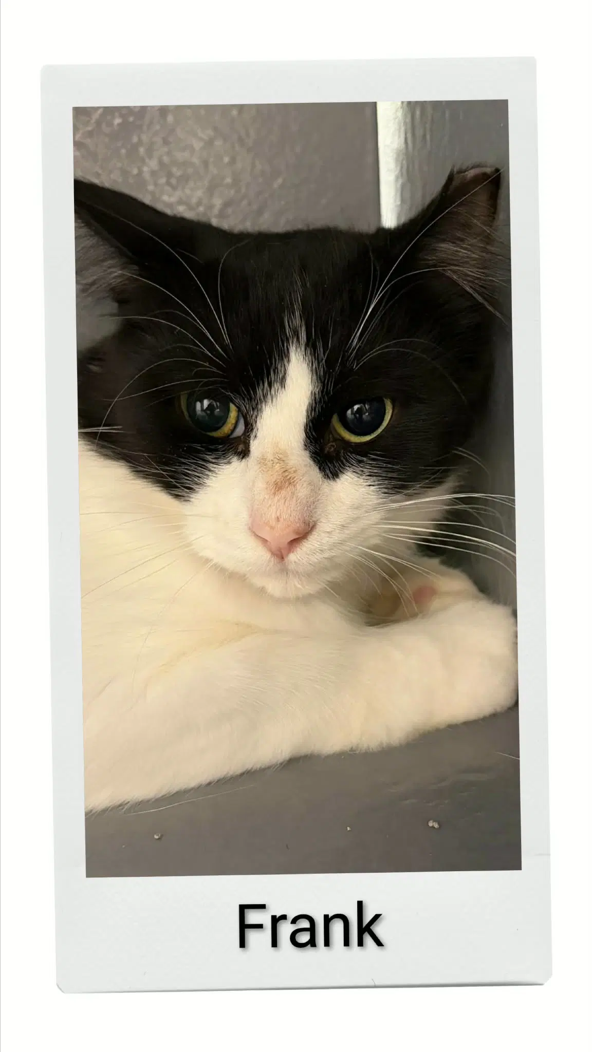 Frank - Domestic Medium Hair