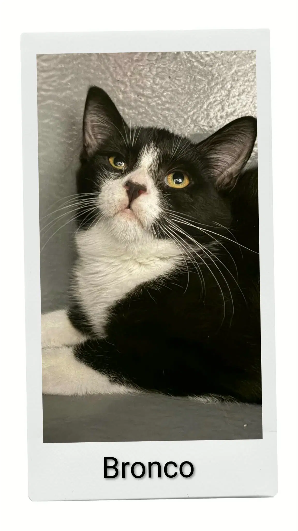 Bronco - Domestic Short Hair