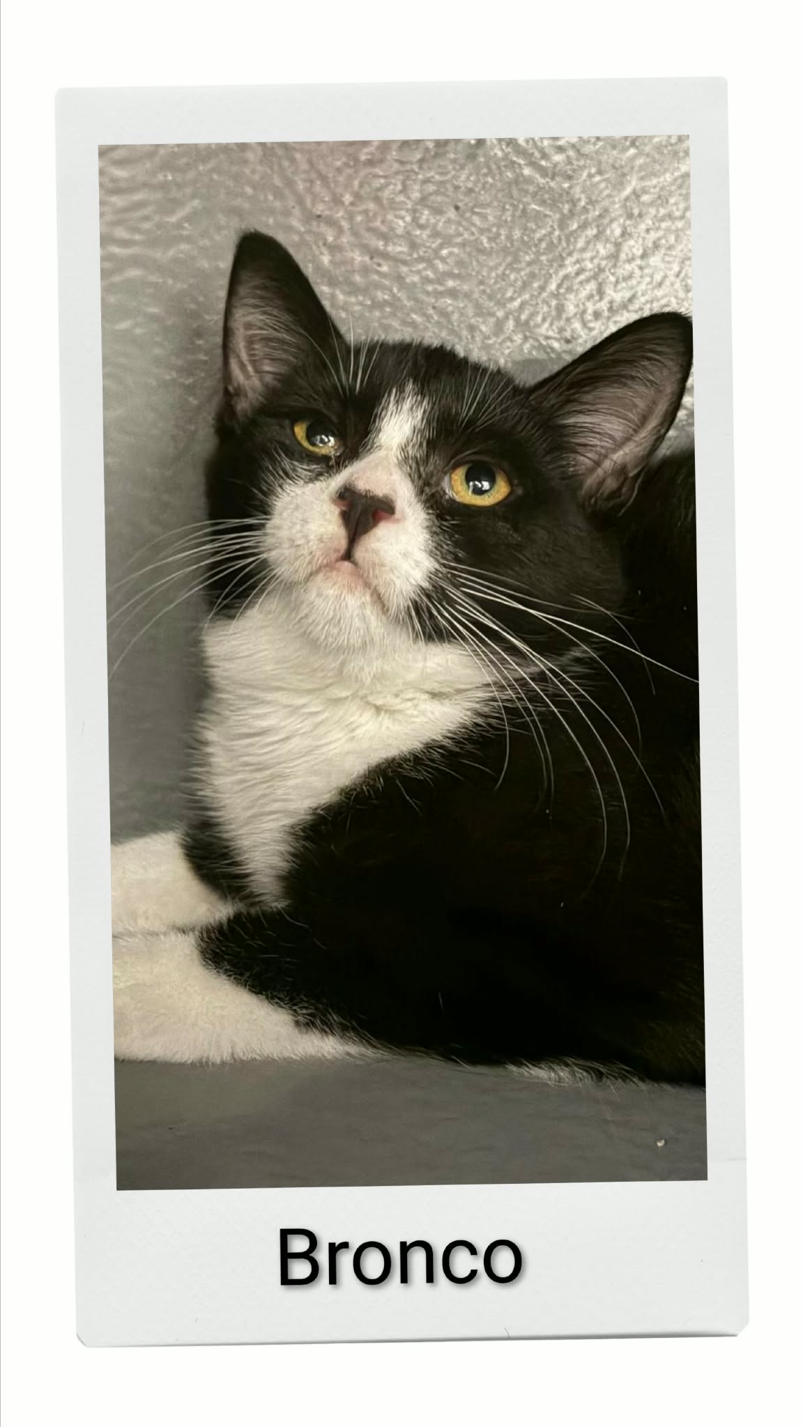 Bronco