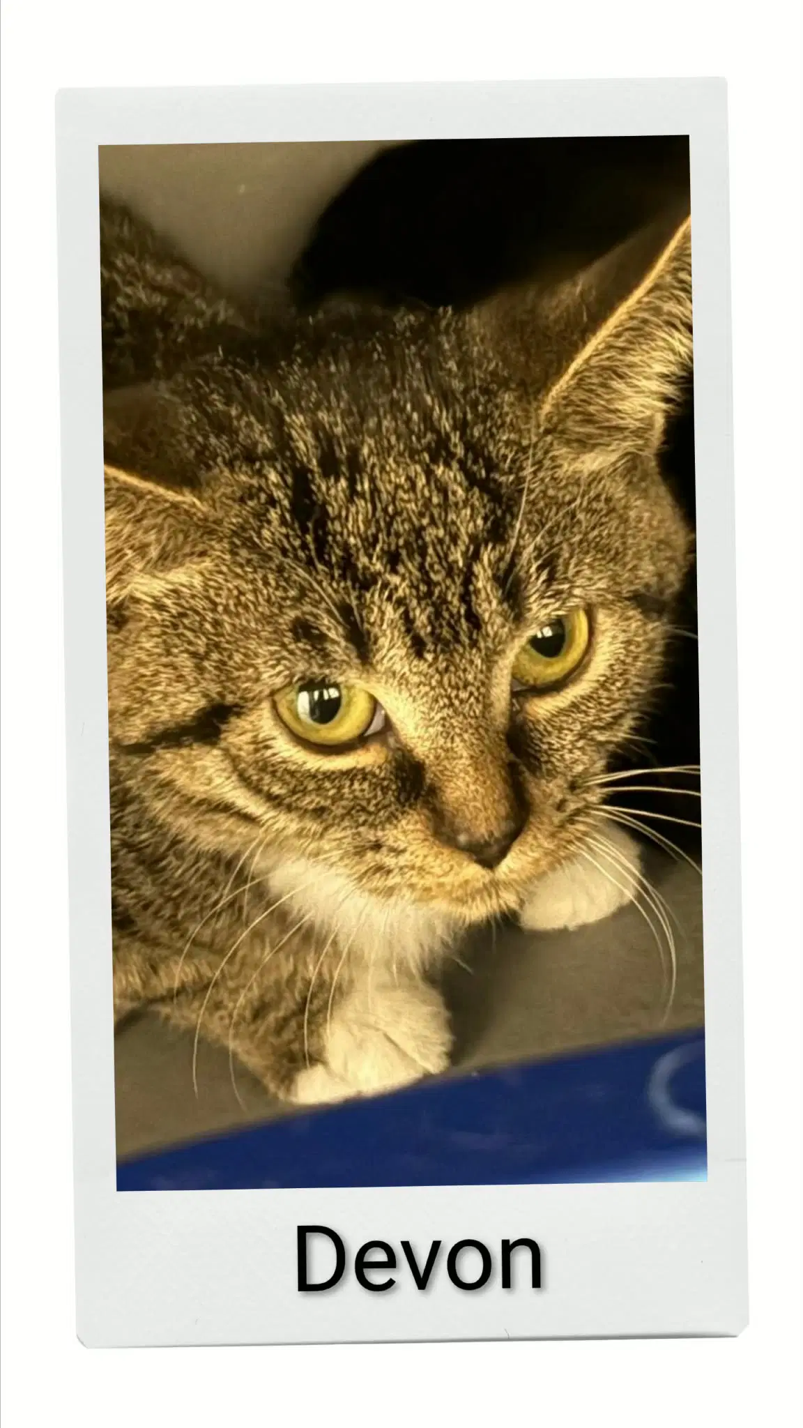Devon - Domestic Short Hair