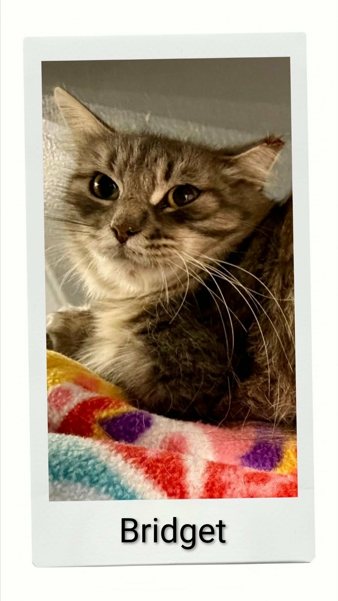 Bridget, Domestic Short Hair