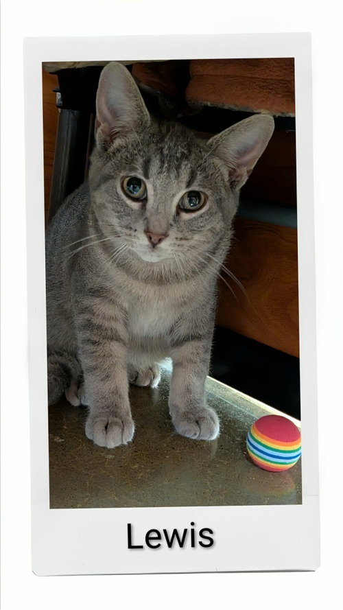 Lewis, a cat for adoption from Neveah's Charity of West Lincoln