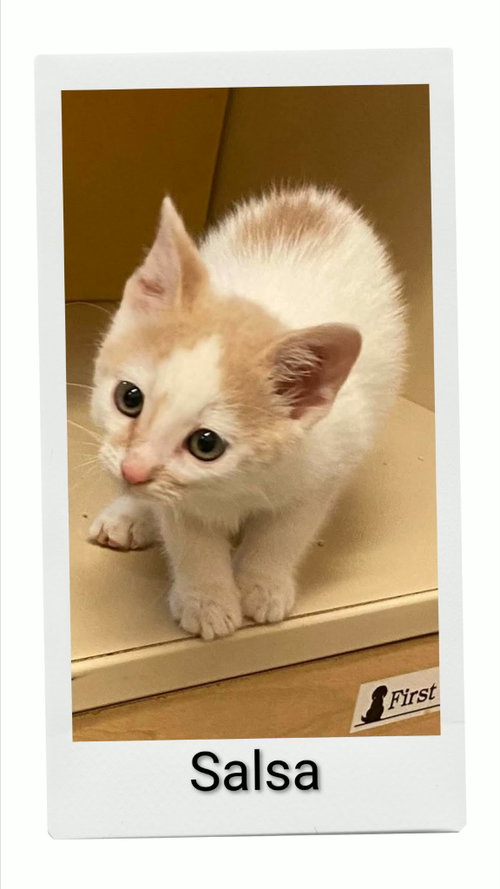 Salsa, a cat for adoption from Neveah's Charity of West Lincoln