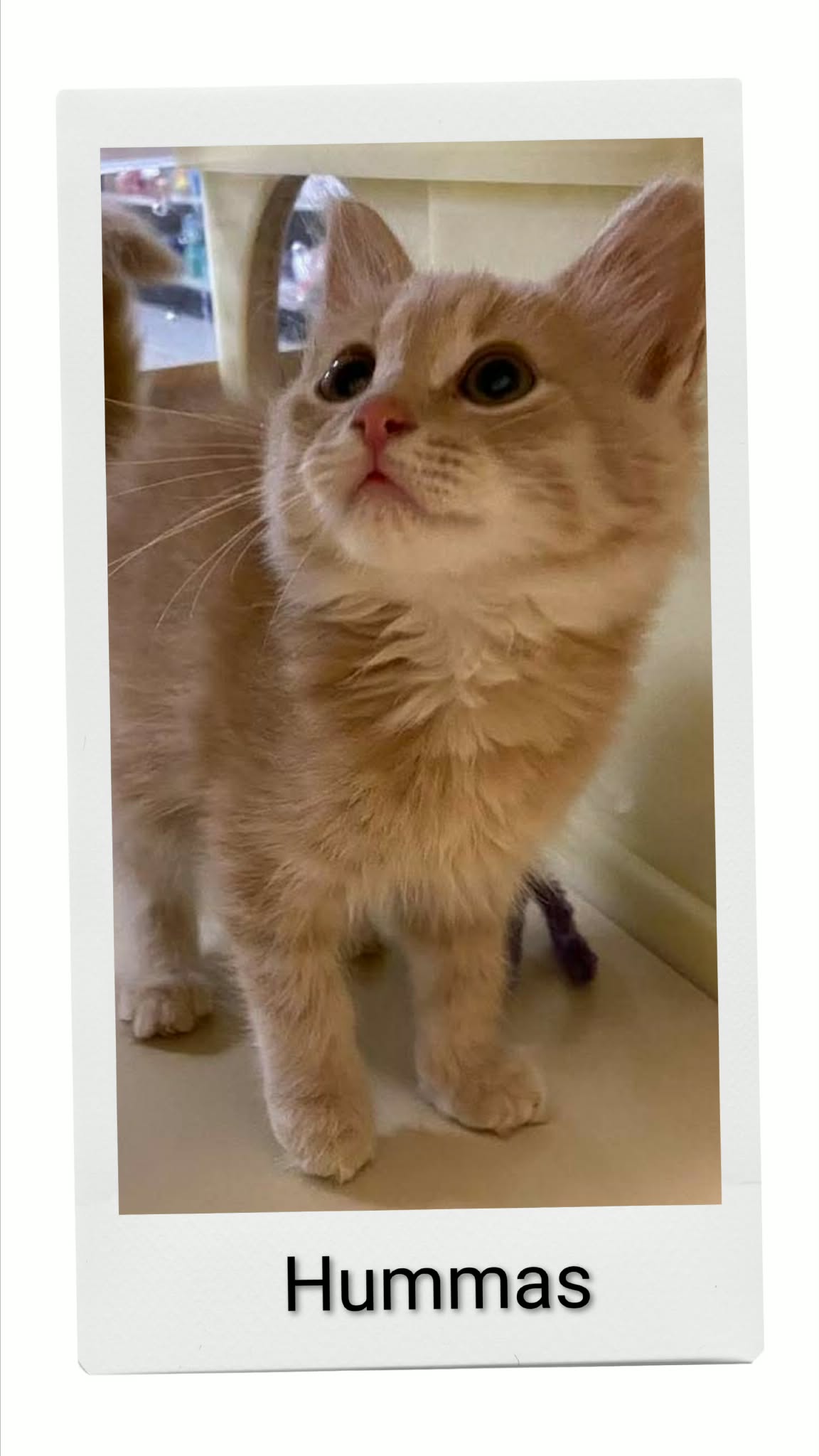 Hummas, Domestic Short Hair