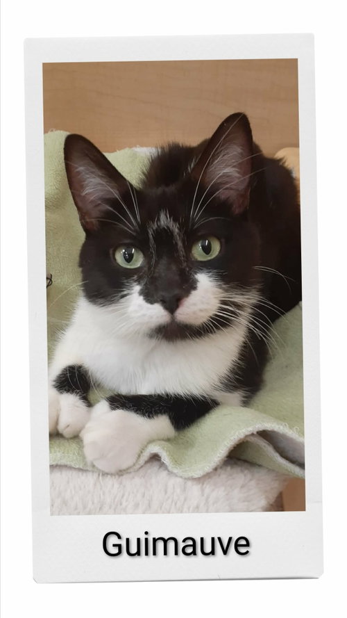 Guimauve (Marshmallow), a cat for adoption from Neveah's Charity of West Lincoln