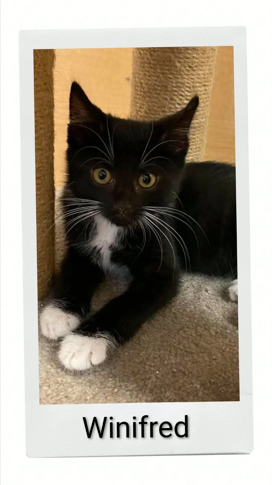 Winifred - Domestic Short Hair