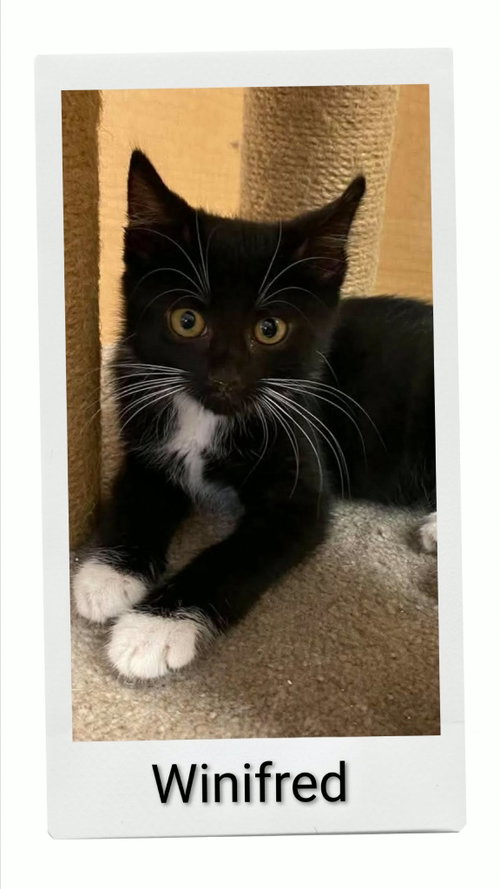 Winifred, a cat for adoption from Neveah's Charity of West Lincoln