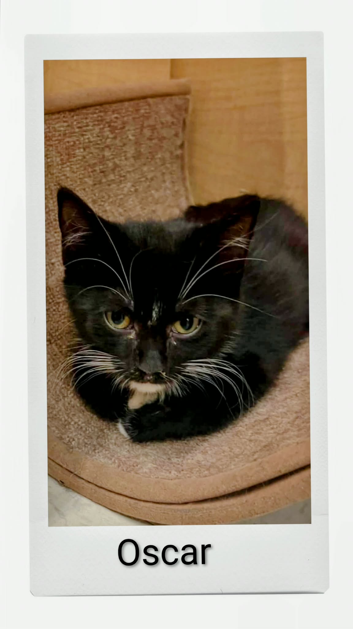 Oscar, Domestic Short Hair
