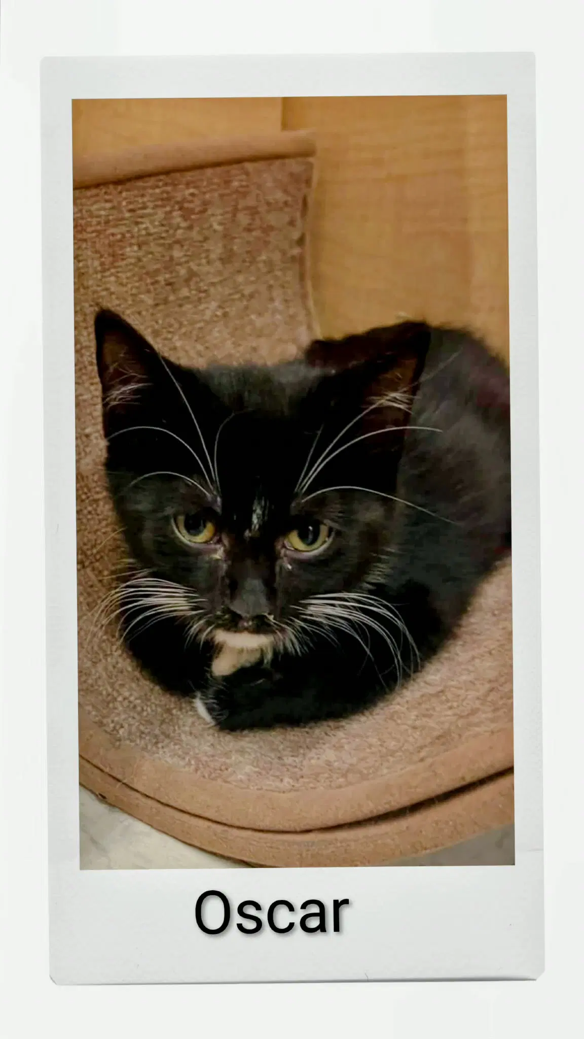 Oscar - Domestic Short Hair