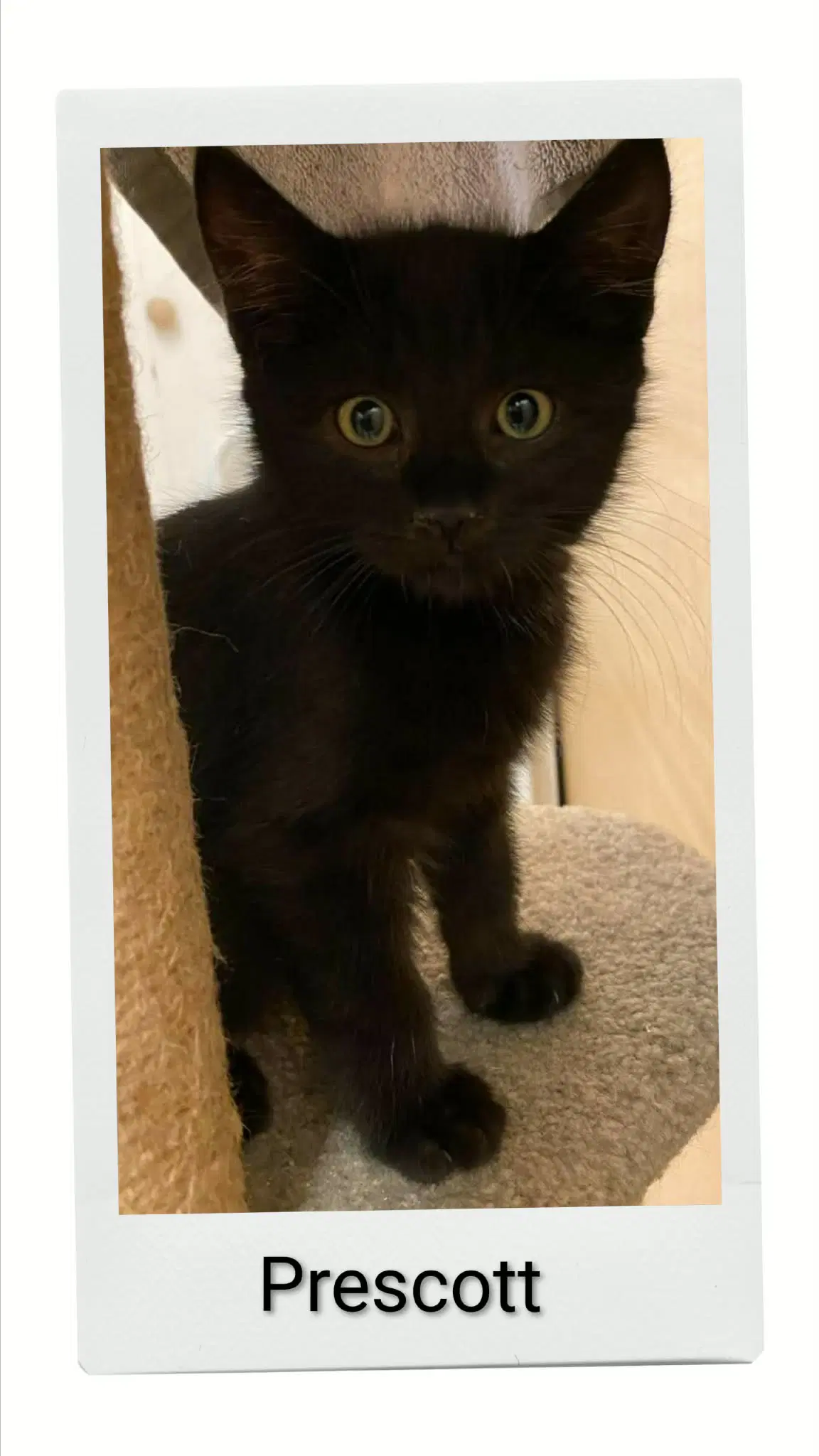 Prescott - Domestic Short Hair