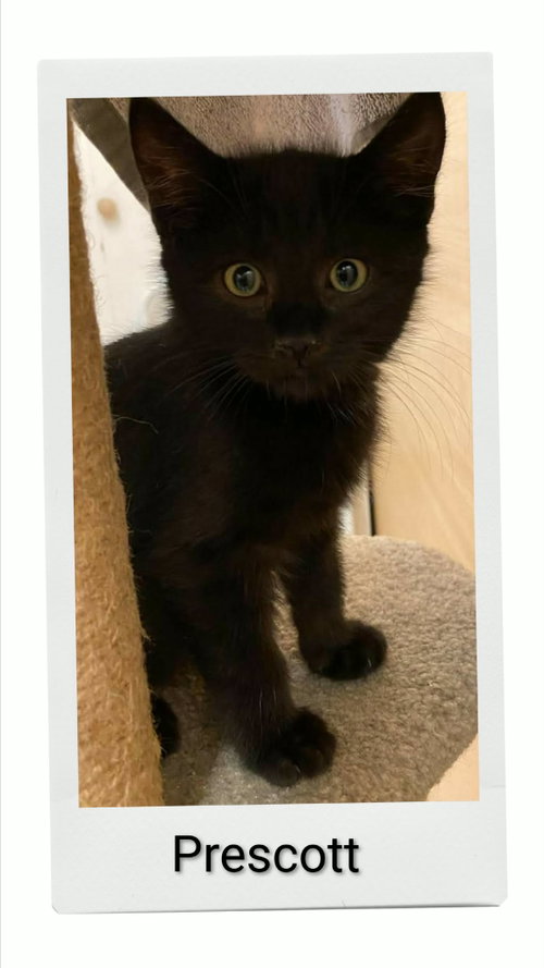 Prescott, a cat for adoption from Neveah's Charity of West Lincoln