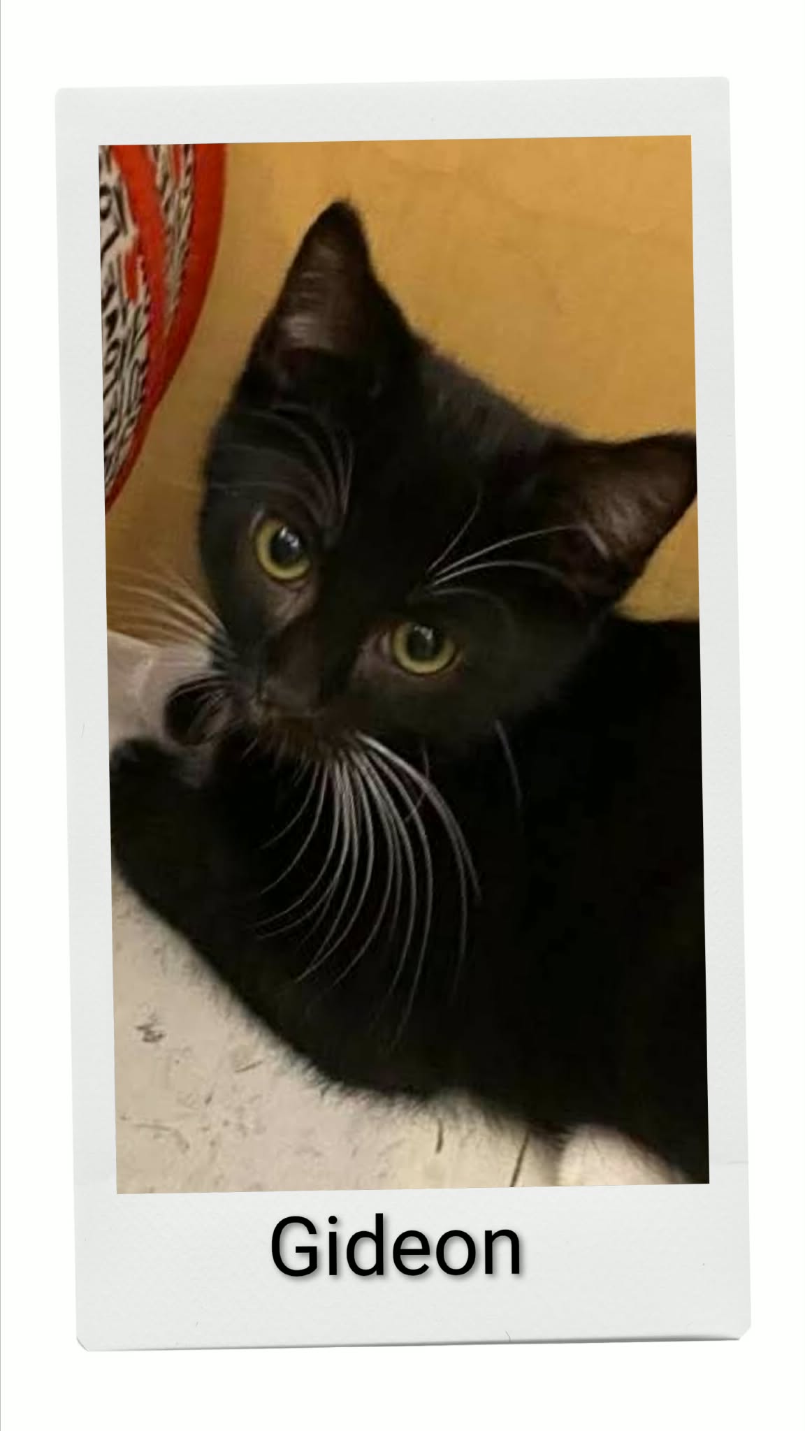 Gideon, Domestic Short Hair