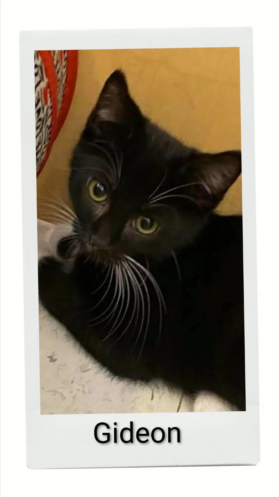 Gideon - Domestic Short Hair