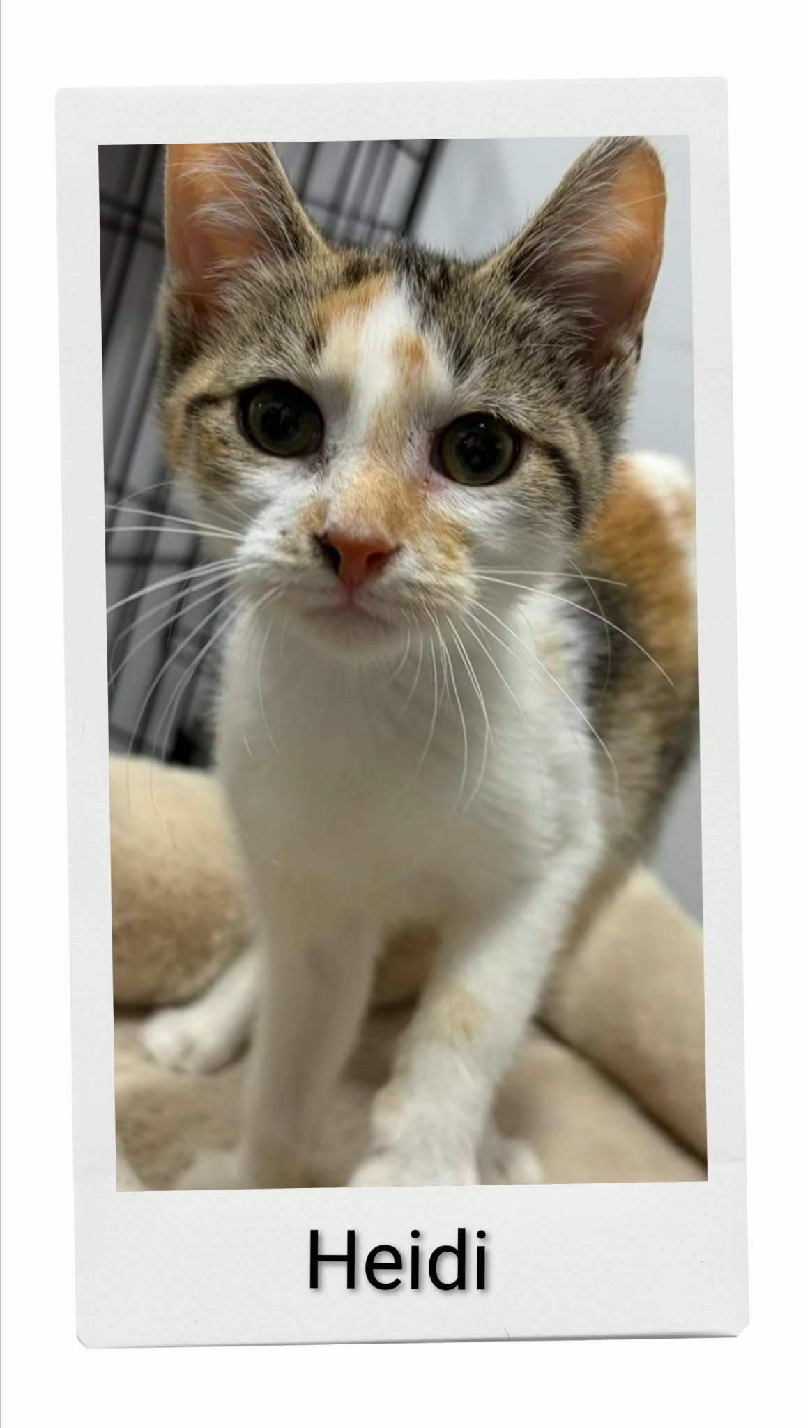 Heidi, Domestic Short Hair