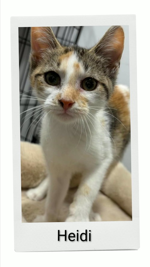 Heidi, a cat for adoption from Neveah's Charity of West Lincoln