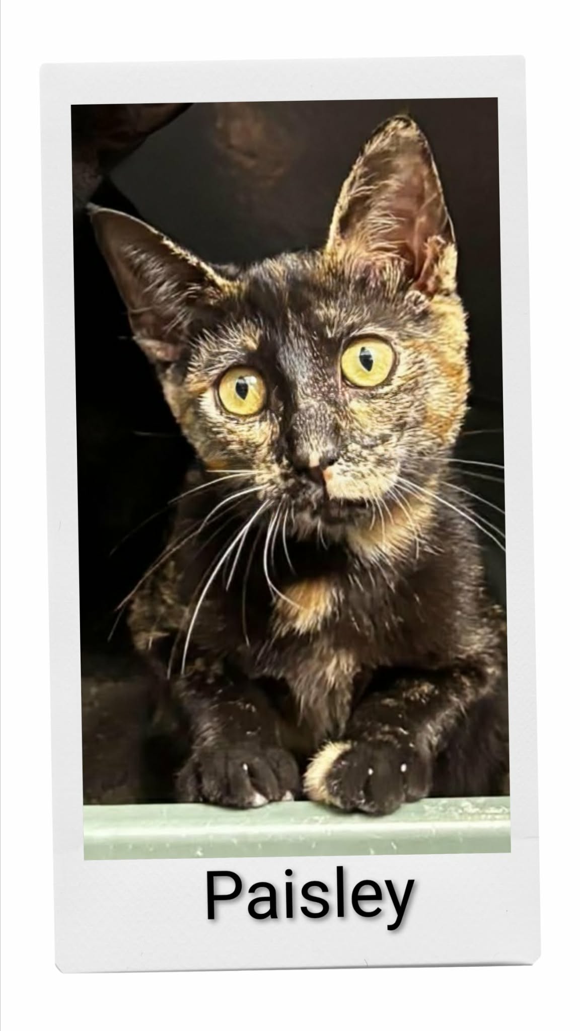 Paisley, Domestic Short Hair