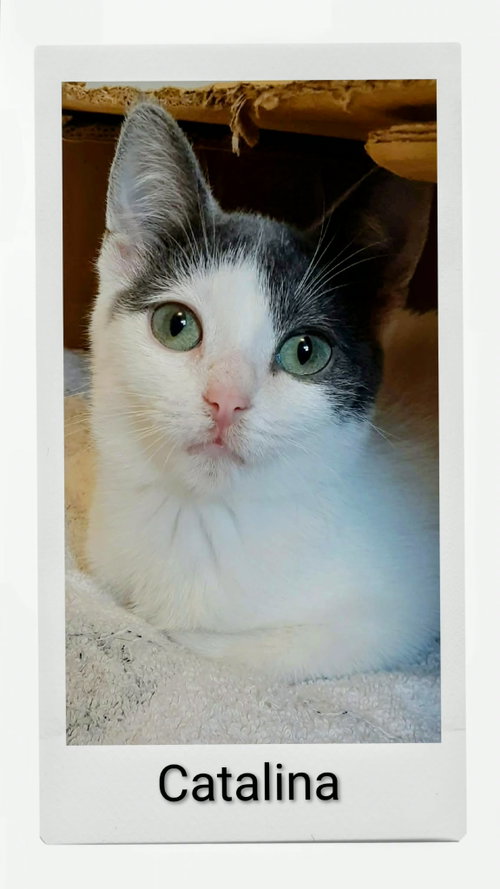 Catalina, a cat for adoption from Neveah's Charity of West Lincoln