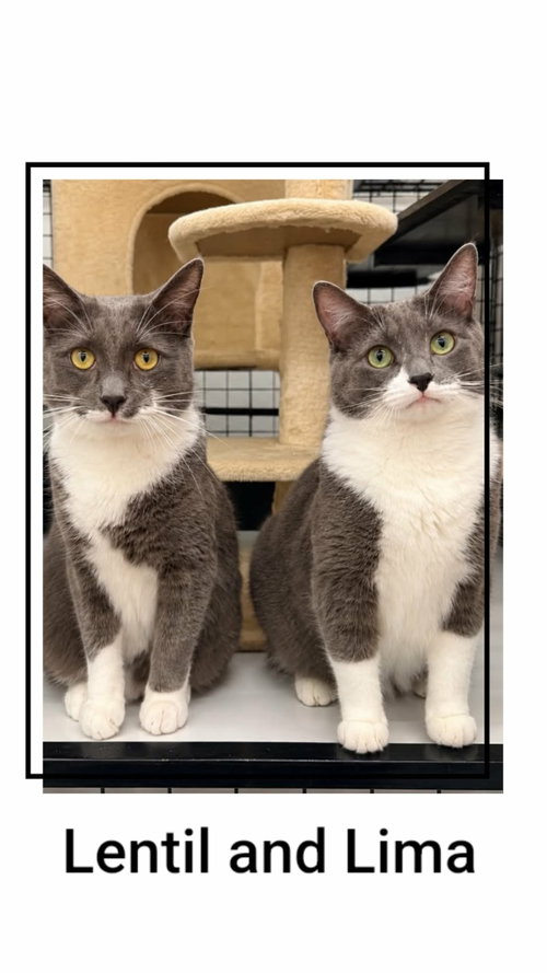 Lentil & Lima, a cat for adoption from Neveah's Charity of West Lincoln