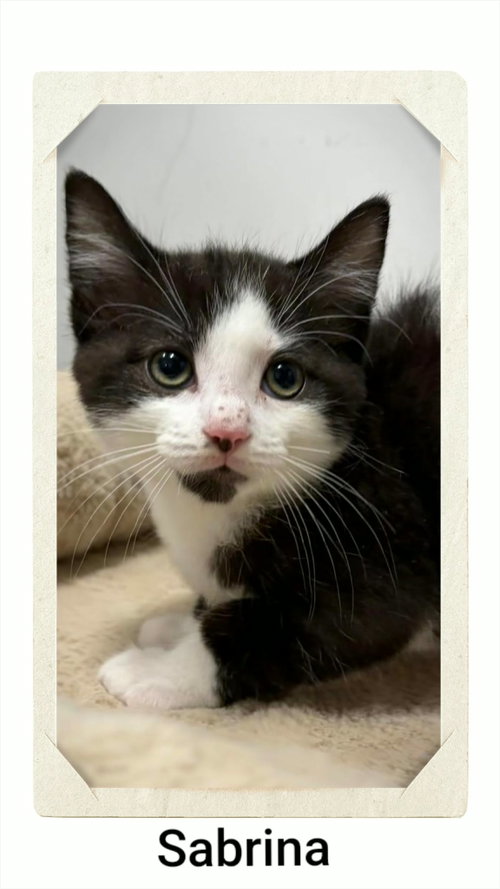 Sabrina, a cat for adoption from Neveah's Charity of West Lincoln