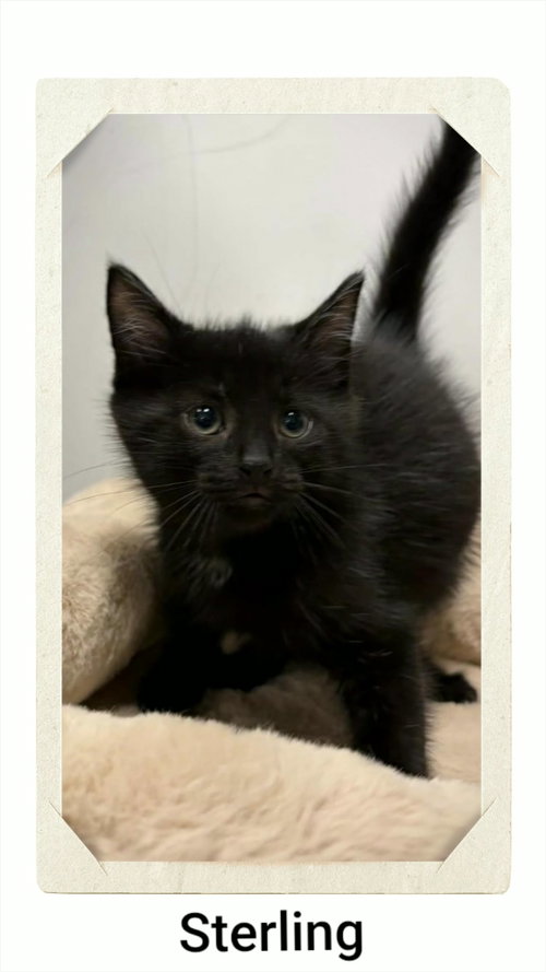 Sterling, a cat for adoption from Neveah's Charity of West Lincoln
