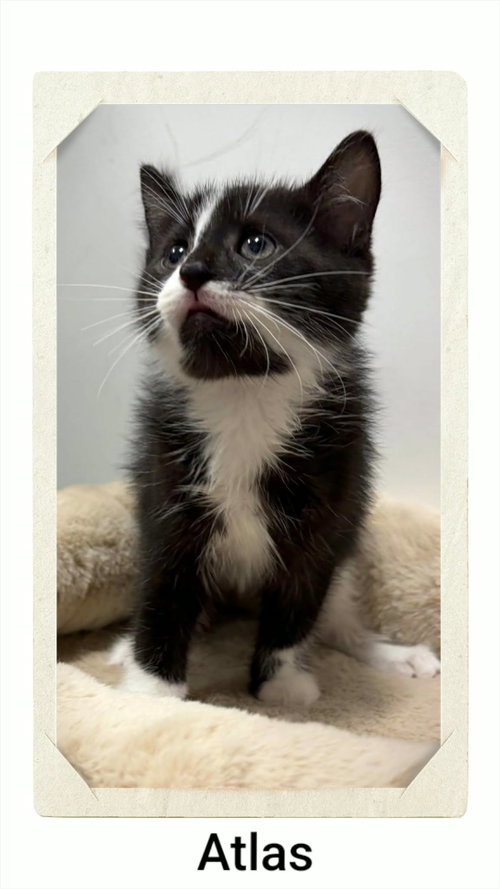 Atlas, a cat for adoption from Neveah's Charity of West Lincoln