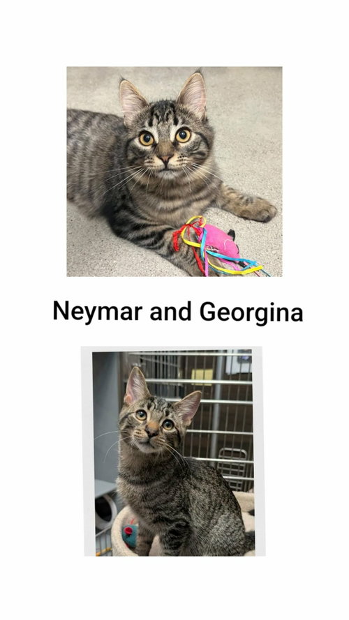 Neymar & Georgina, a cat for adoption from Neveah's Charity of West Lincoln