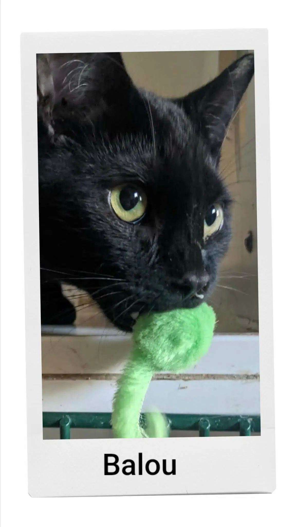 Balou - Domestic Short Hair