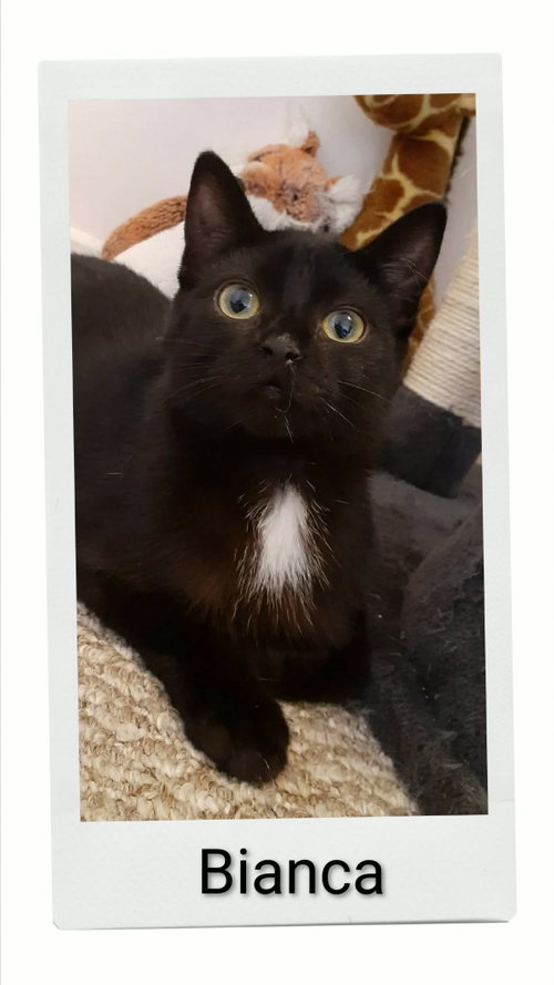 Bianca, a cat for adoption from Neveah's Charity of West Lincoln