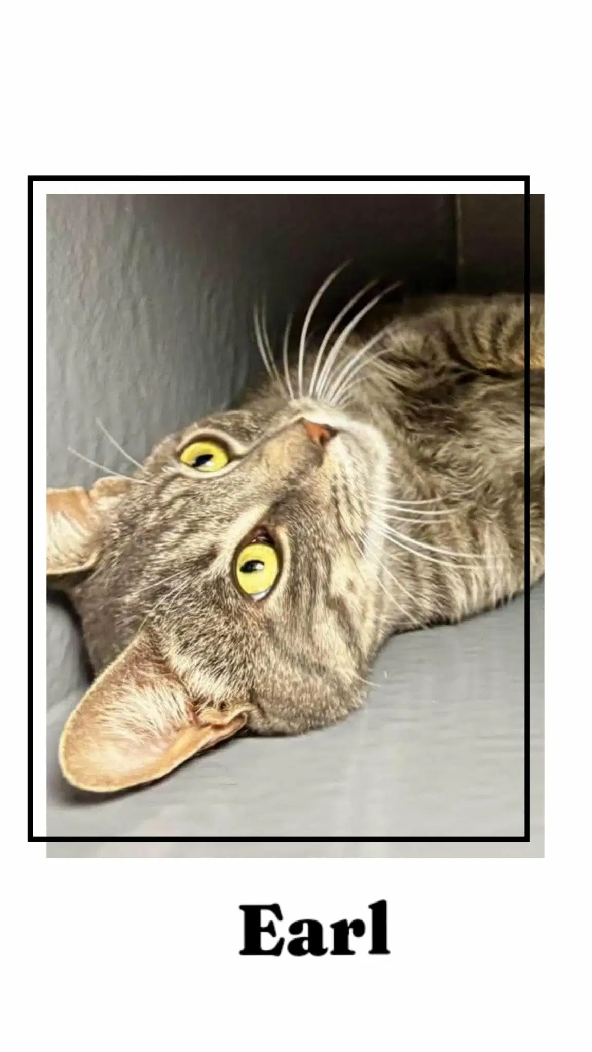 Earl - Domestic Short Hair