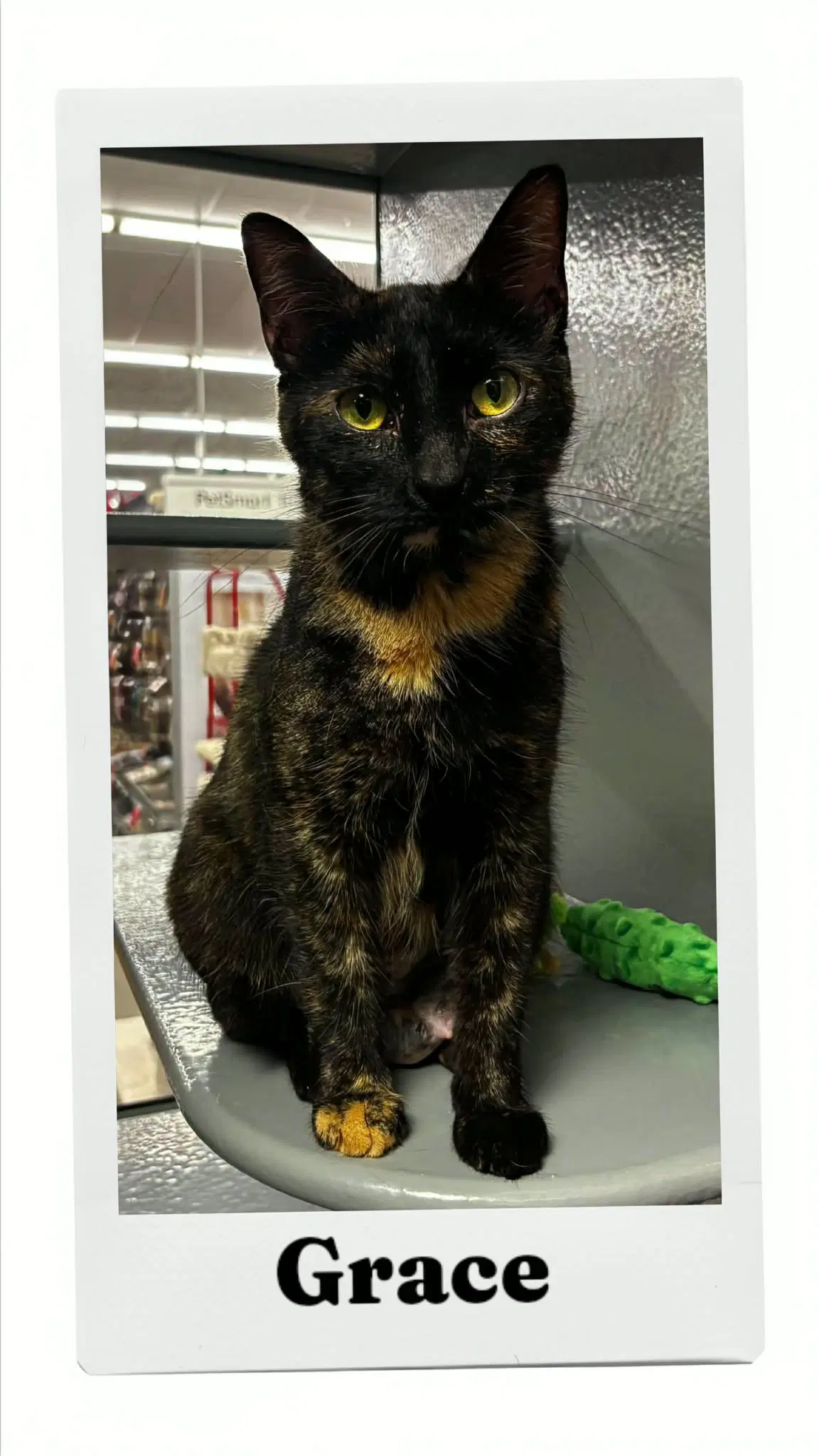 Grace - Domestic Short Hair
